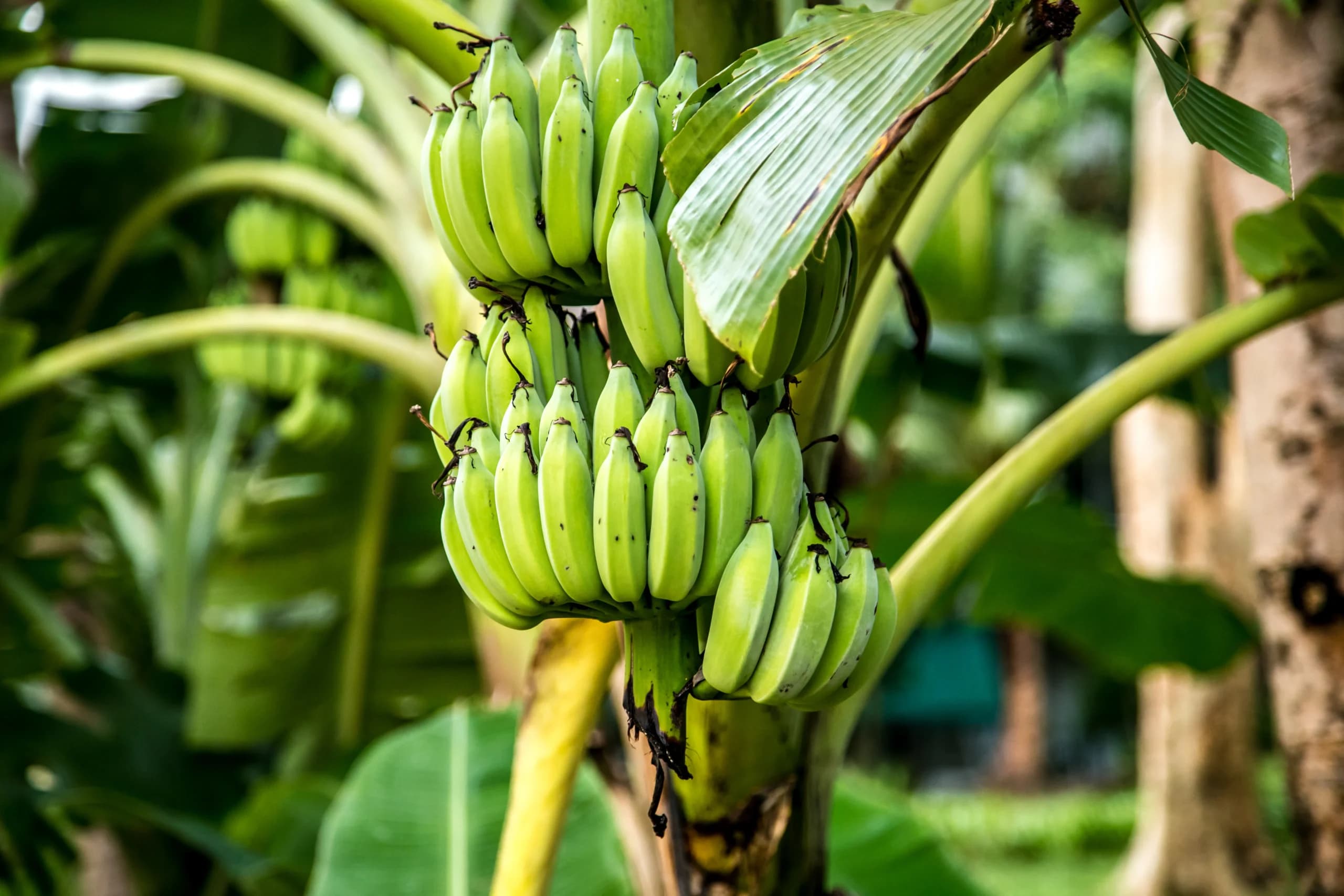 Pohon Pisang