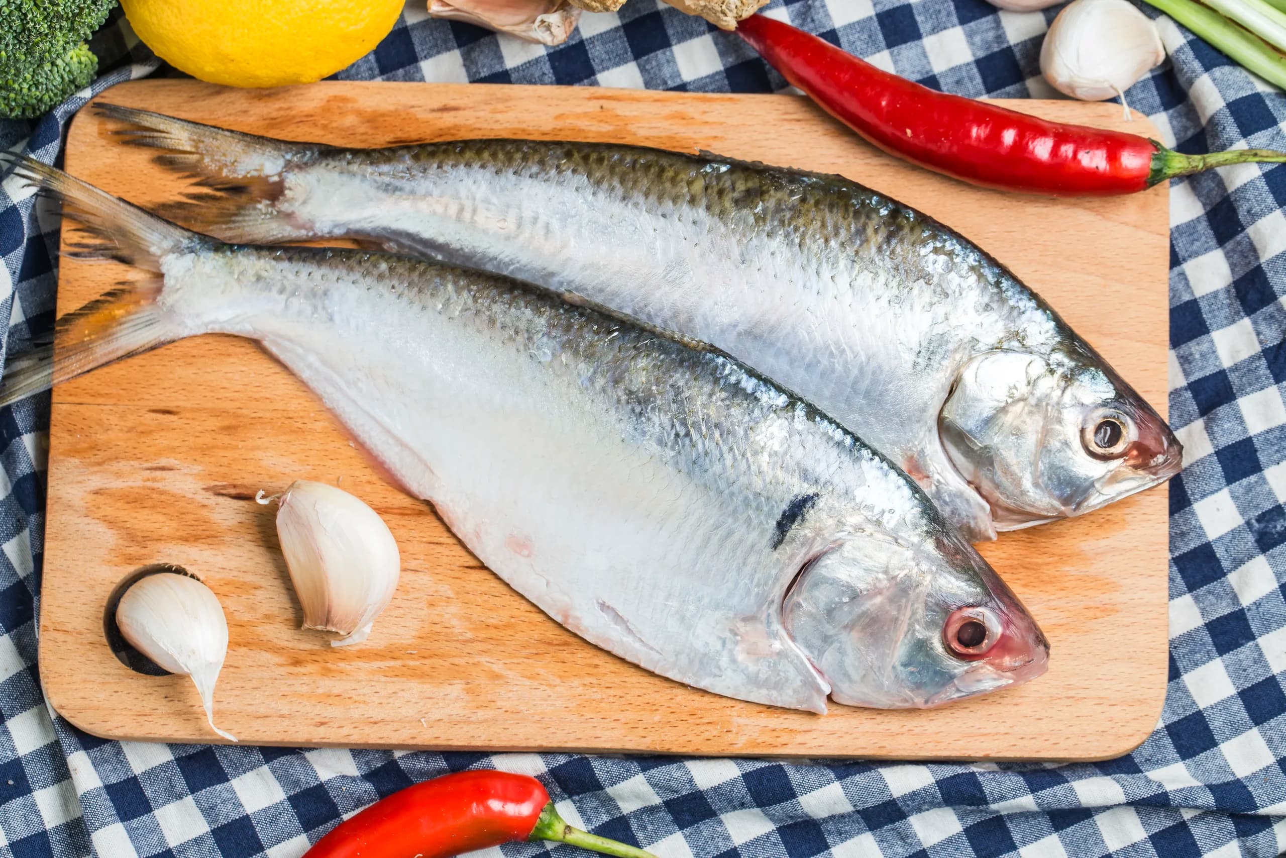 Ikan Patin
