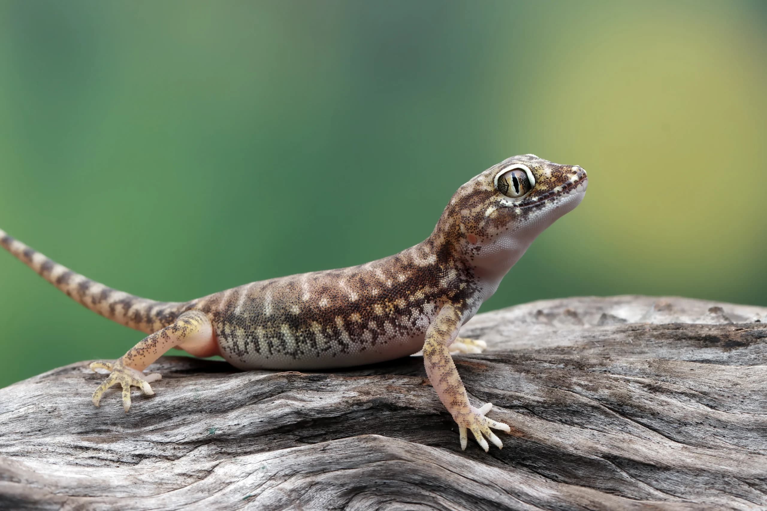 Ilustrasi reptil Cicak