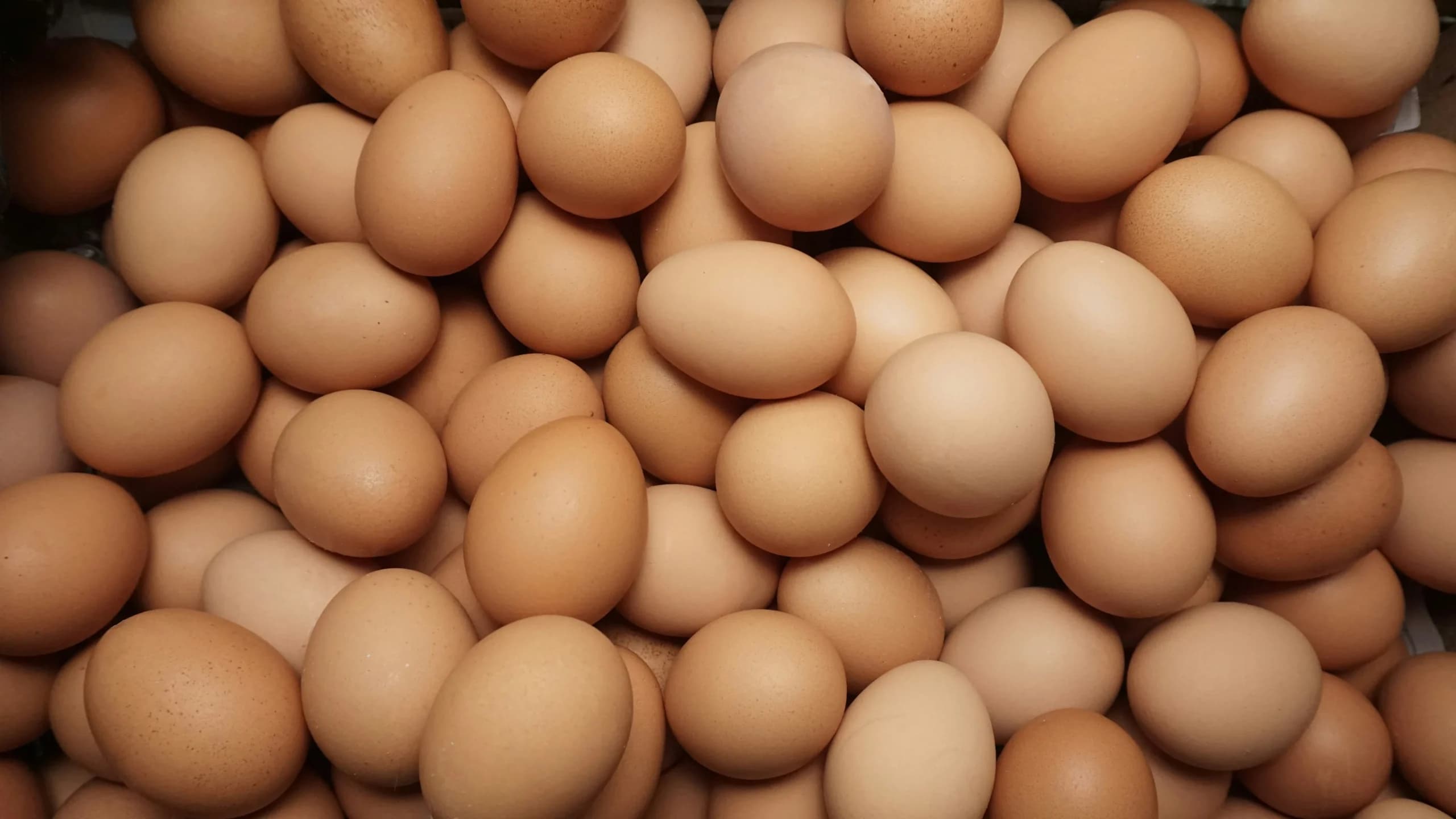 Telur