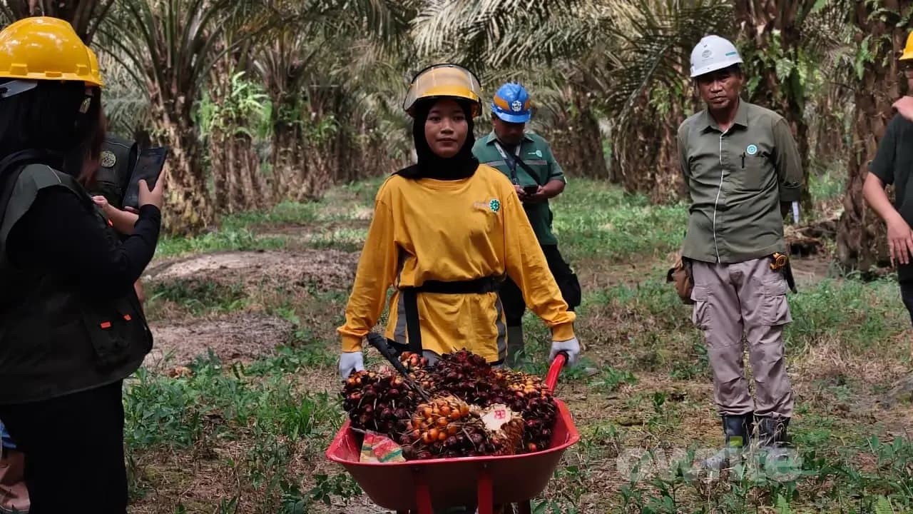 Pekerja perkebunan sawit di Pangkalan Bun, Kalimantan Tengah, 30 Juli 2026.