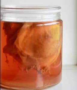 Apa Itu Kombucha? Kenali Manfaat, Kandungan, dan Cara Mengonsumsinya 