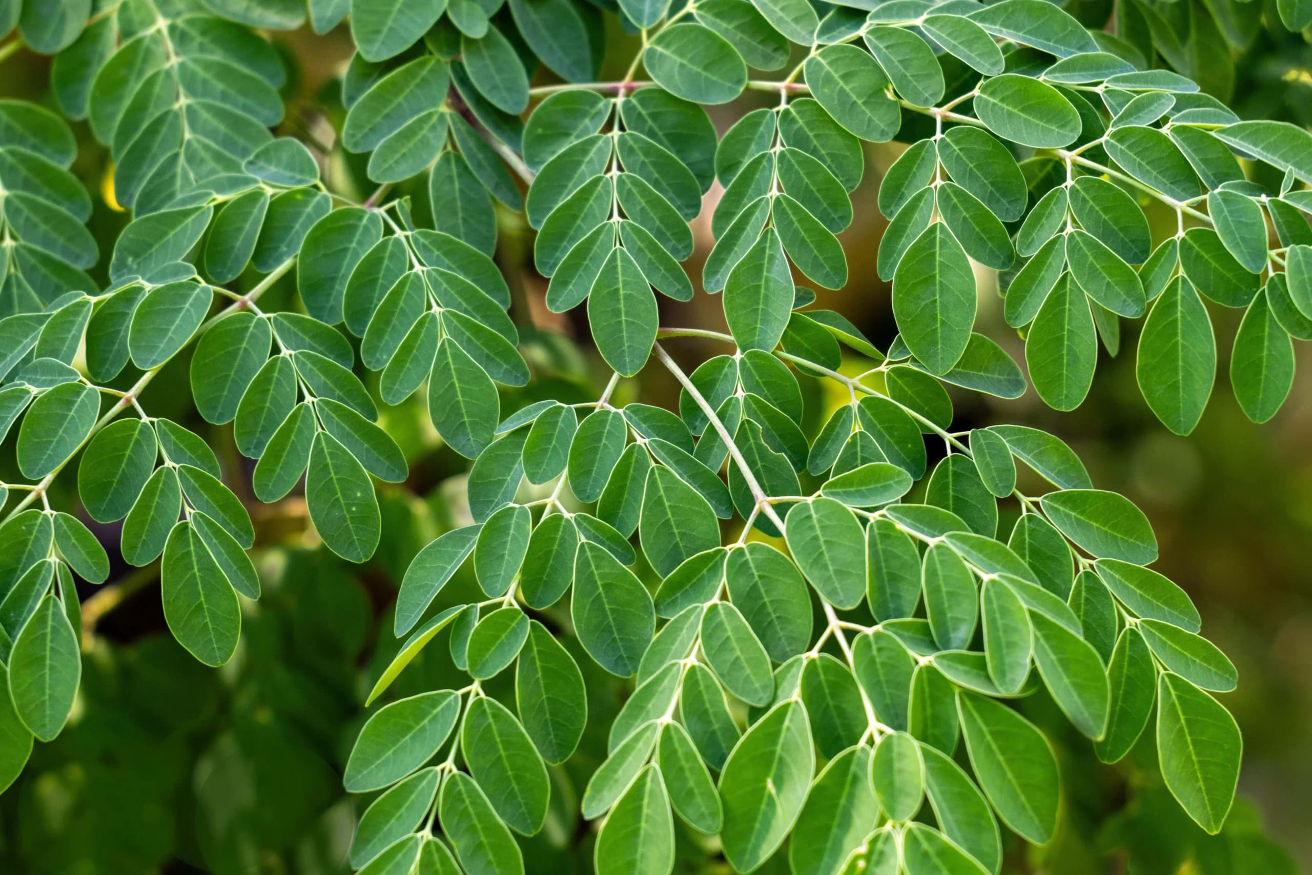 Daun Kelor