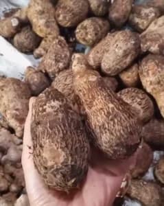 Kimpul, Umbi Tradisional yang Kembali Populer, Ini Kandungan Gizinya