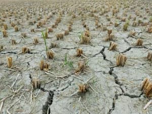 Cuaca Panas Masih Mengancam, Ini Daftar Wilayah yang Waspada Kekeringan Menurut BMKG