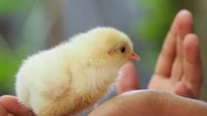 Viral Souvenir Nikahan Pakai Anak Ayam, Klarifikasi Pengantin Malah Banjir Kritik Netizen