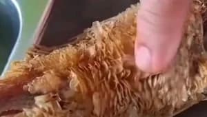 Lauk Ikan Goreng MBG Viral, Sisik Masih Nempel dan Jeroan Diduga Belum Dibersihkan