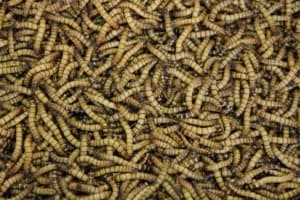 Sampah Dapur Jadi Pakan: Pasukan Maggot ‘Sulap’ Sisa Makanan Jadi Cuan