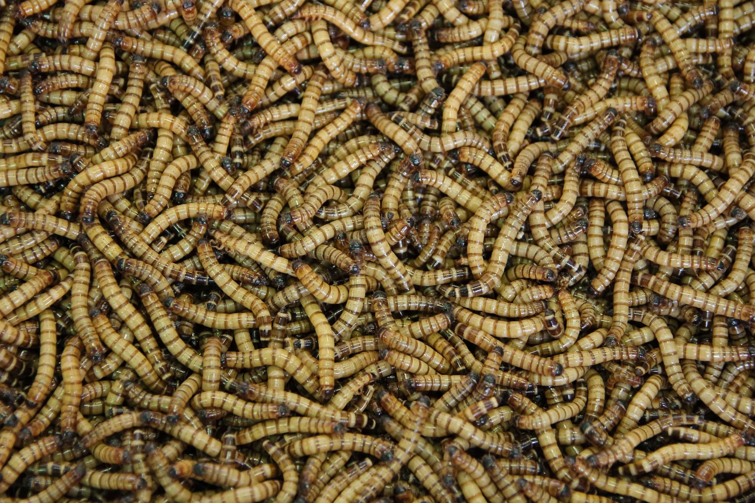 Maggot.