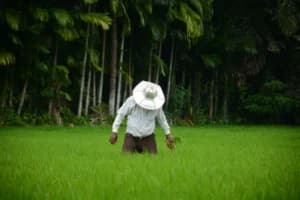 Kenapa Petani Harus Rajin Mencabut Rumput? Bukankah Sama-sama Tanaman?