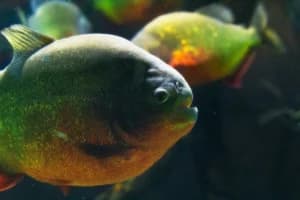 Geger Ikan Diduga Piranha Muncul di Malaysia, Ancaman bagi Ekosistem Perairan?