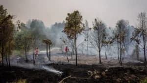 Lahan Eks Karhutla Mendadak Jadi Sawit, DPR Desak Pemerintah Bongkar Dugaan Pelanggaran