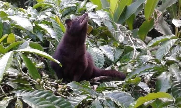 Musang Luck sedang makan biji kopi.