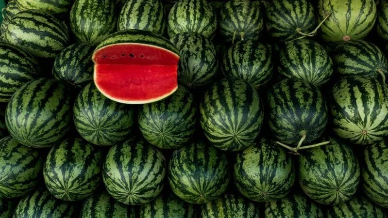 Ilustrasi buah semangka.