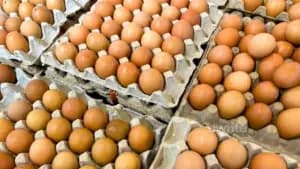 Sering Cuci Telur Sebelum Masuk Kulkas? Ternyata Ada Risiko yang Perlu Diwaspadai