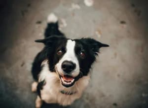Bukan Cuma Anjing, Ini Hewan yang Bisa Terkena Rabies dan Ciri-Cirinya