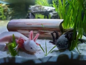 Fakta Unik Axolotl dan Ancaman Kepunahan di Habitat Asli