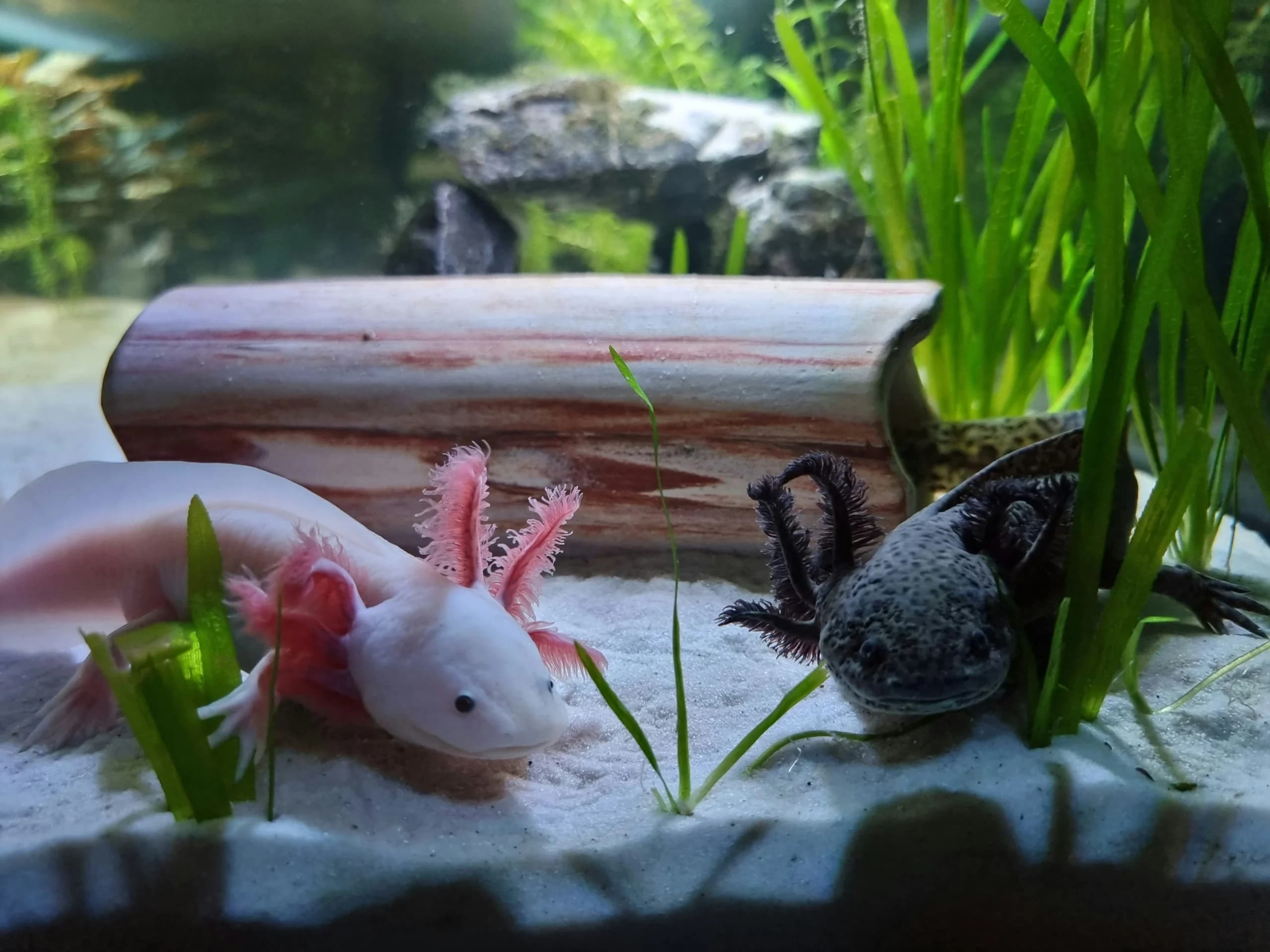Axolotl dalam akuarium.