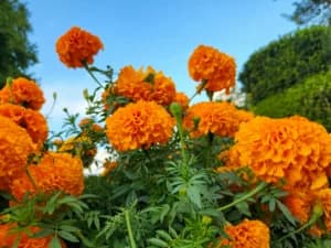 Si Hangat Marigold vs Si Damai Cosmos: Menilik Filosofi Bunga Lahir Oktober