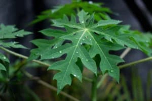 Jangan Langsung Dimasak! Ini 4 Trik Mengolah Daun Pepaya agar Rasa Pahitnya Berkurang