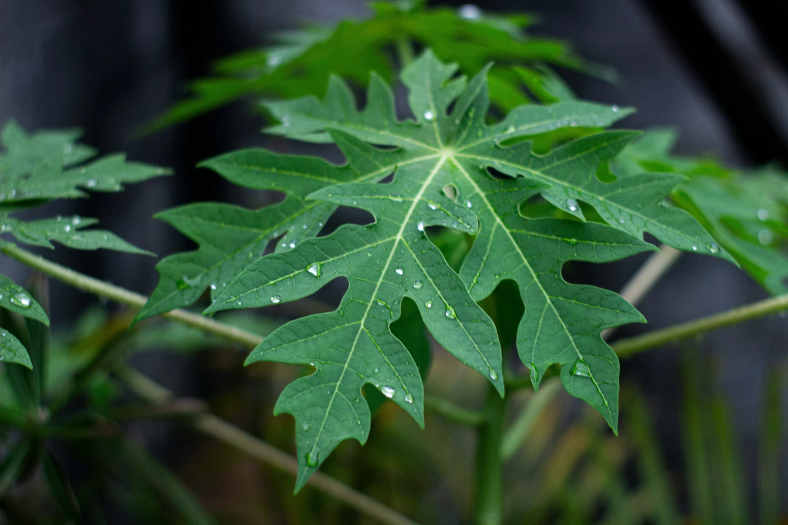 Daun Pepaya.