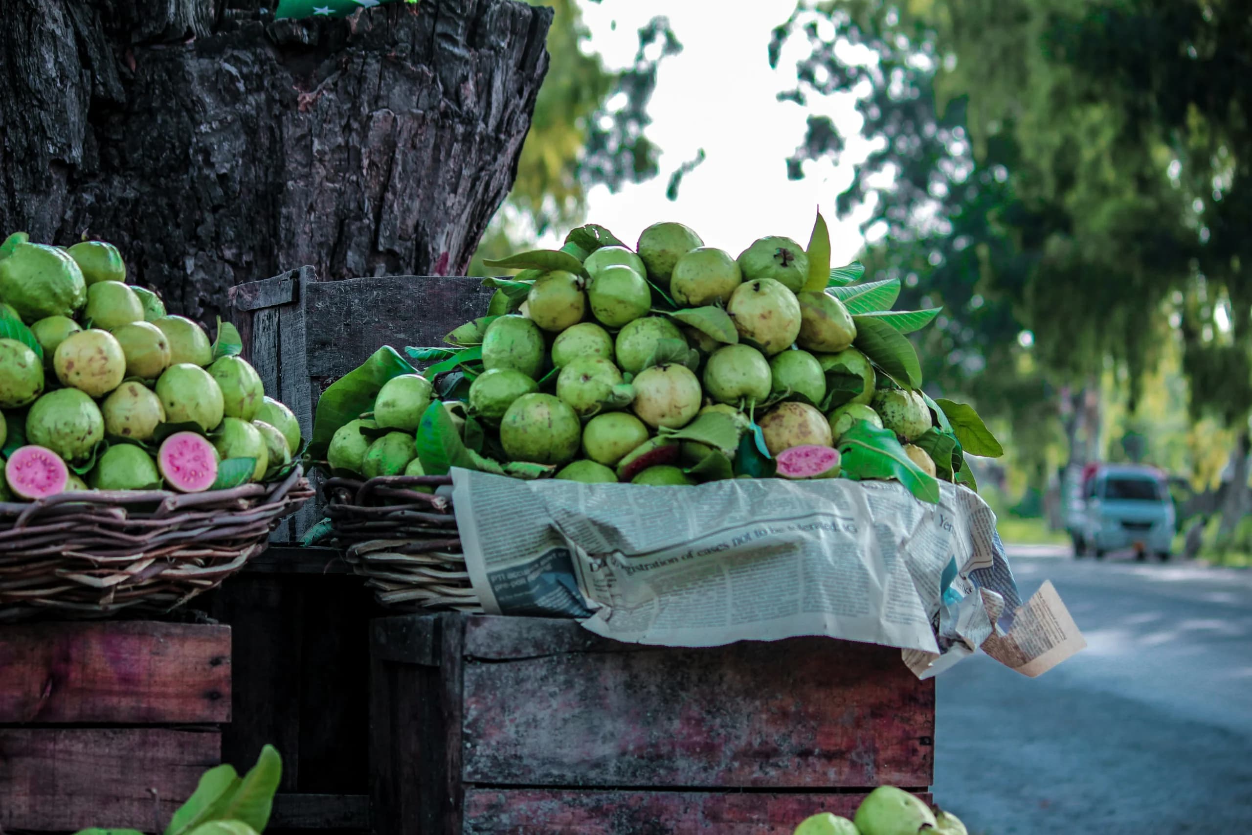 Jambu Biji.