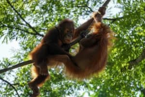 8 Orangutan Diselamatkan dari Karhutla di Kalbar, Begini Kondisinya Saat Ini