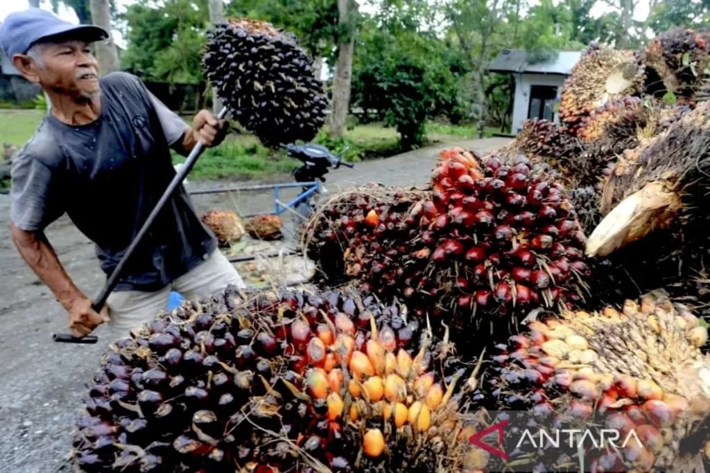 Pekerja membongkar dan menata tandan buah segar (TBS) kelapa sawit.