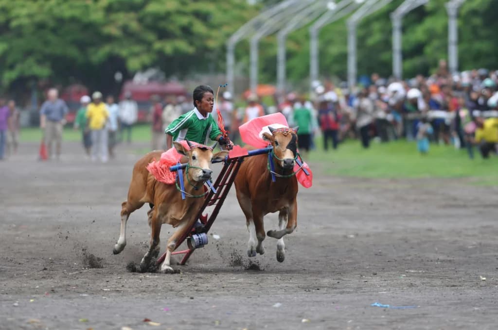 Karapan Sapi di Madura, Jawa Timur. (Sumber: Unsplash/ Yusuf Hasan)