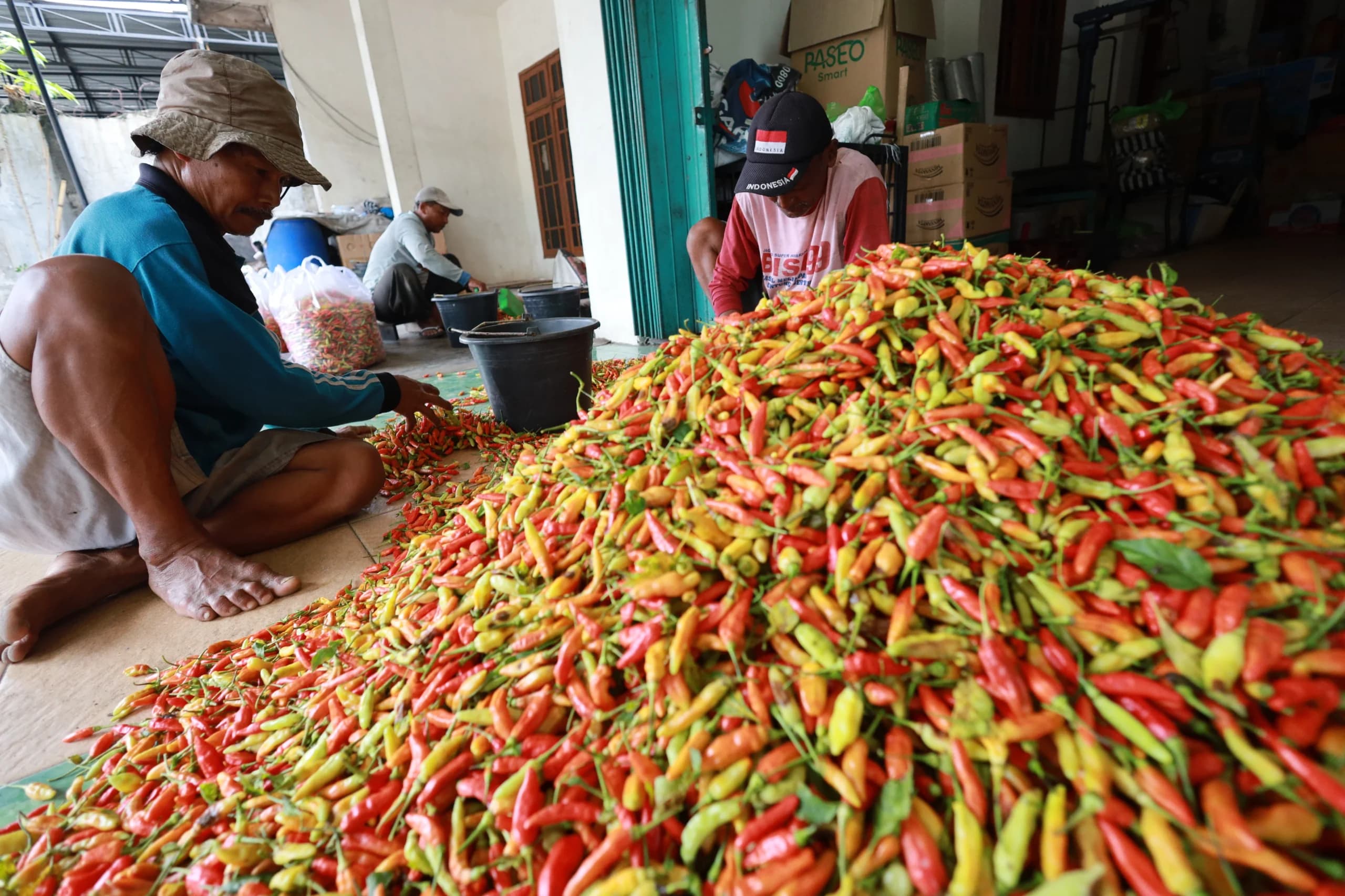 Sejumlah pekerja memilah cabai rawit di salah satu pengepul di Desa Tugurejo, Kabupaten Kediri, Jawa Timur Sejumlah pekerja memilah cabai rawit di salah satu pengepul di Desa Tugurejo, Kabupaten Kediri, Jawa Timur