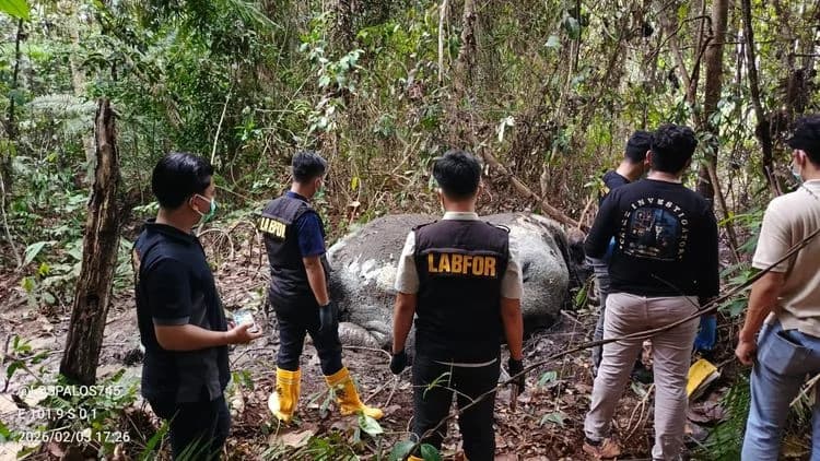 Ilustrasi penemuan gajah Sumatera mati di Riau Ilustrasi penemuan gajah Sumatera mati di Riau