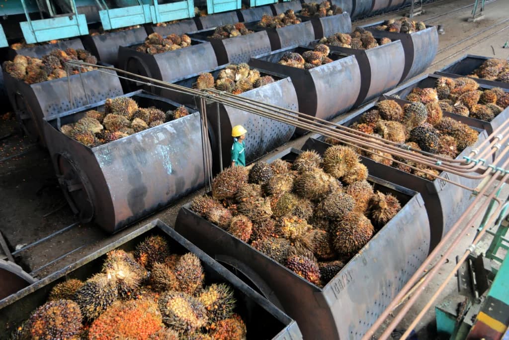 Karyawan mengawasi proses pemasukan Tandan Buah Segar (TBS) kelapa sawit ke dalam mesin pengolahan minyak sawit mentah atau crude palm oil (CPO) di PT Karya Tanah Subur Desa Padang Sikabu, Kaway XVI, Aceh Barat, Aceh Karyawan mengawasi proses pemasukan Tandan Buah Segar (TBS) kelapa sawit ke dalam mesin pengolahan minyak sawit mentah atau crude palm oil (CPO) di PT Karya Tanah Subur Desa Padang Sikabu, Kaway XVI, Aceh Barat, Aceh
