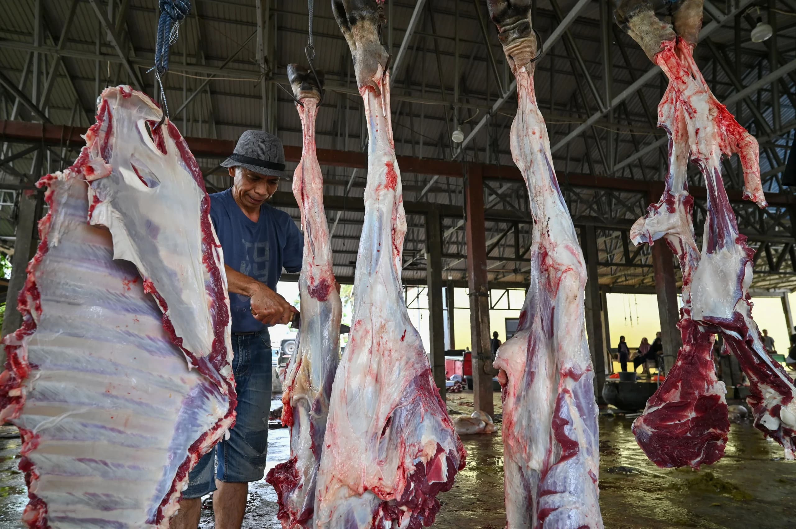 Pekerja menguliti dan memotong daging sapi kurban di Rumah Potong Hewan (RPH) Tavanjuka, Palu, Sulawesi Tengah Pekerja menguliti dan memotong daging sapi kurban di Rumah Potong Hewan (RPH) Tavanjuka, Palu, Sulawesi Tengah