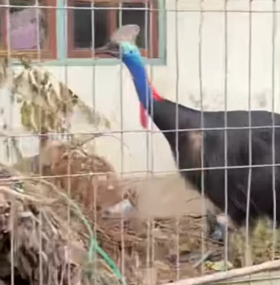 Burung Kasuari Burung Kasuari