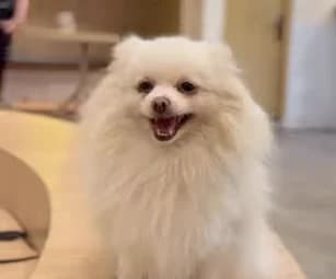 Heboh! Anjing Peliharaan Diduga Jadi Korban Pelecehan Seksual Pengunjung Heboh! Anjing Peliharaan Diduga Jadi Korban Pelecehan Seksual Pengunjung