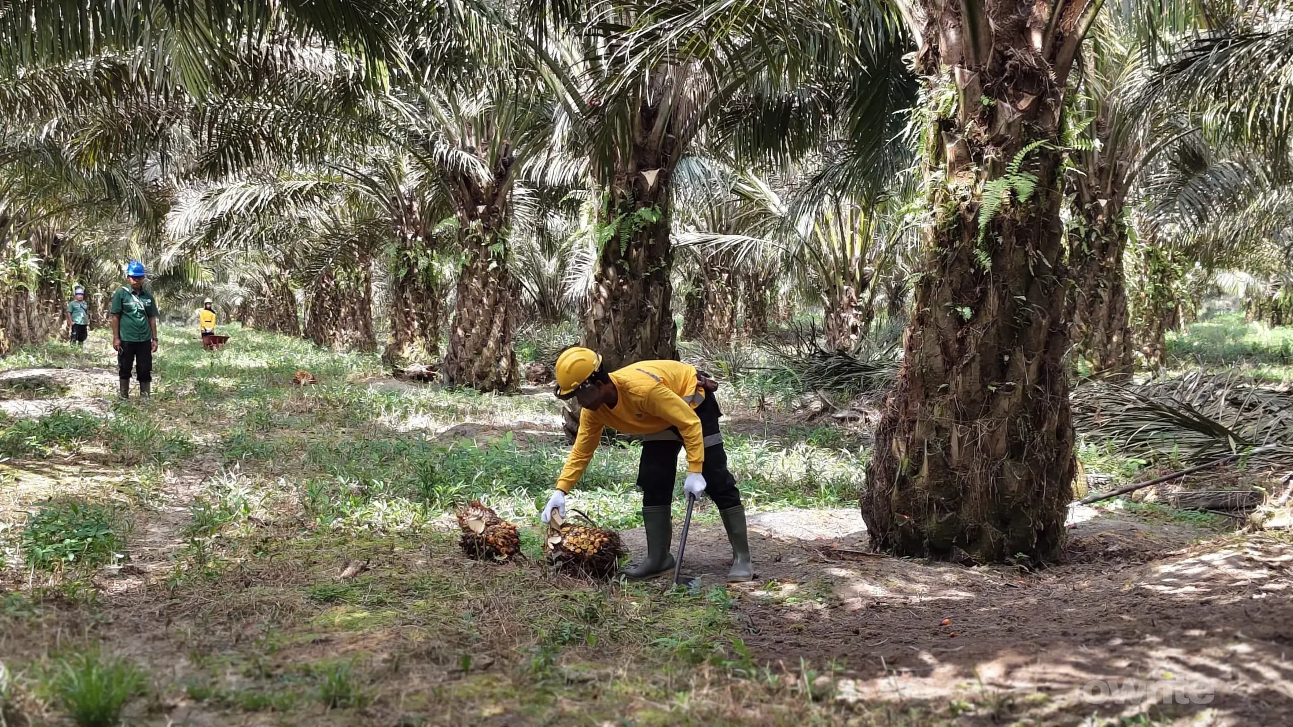 Petani memanen buah sawit di Kalimantan Tengah (sumber: Owrite/Anisa Aulia) Petani memanen buah sawit di Kalimantan Tengah (sumber: Owrite/Anisa Aulia)