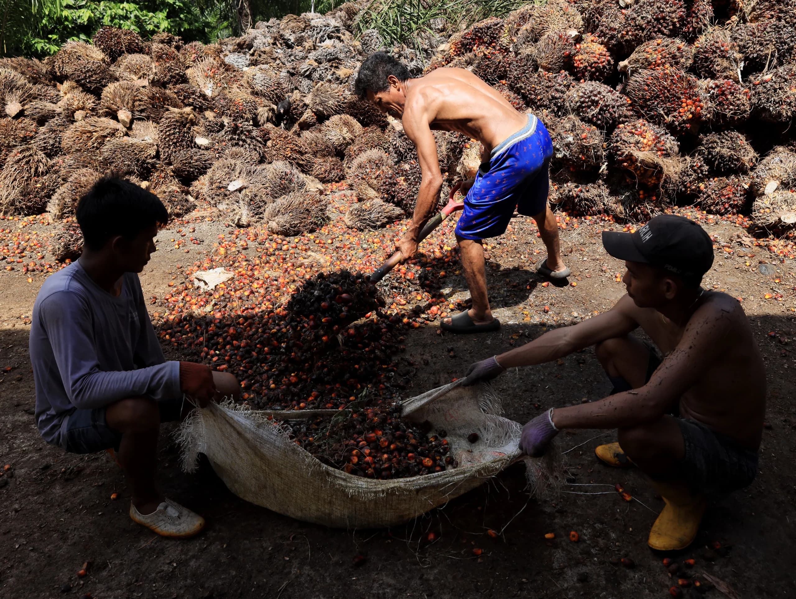 Pekerja mengumpulkan biji buah sawit yang terpisah dari tandanya di salah satu pengepul di Pangalle, Kabupaten Mamuju Tengah, Sulawesi Barat, Kamis (11/6/2026). Pekerja mengumpulkan biji buah sawit yang terpisah dari tandanya di salah satu pengepul di Pangalle, Kabupaten Mamuju Tengah, Sulawesi Barat, Kamis (11/6/2026).