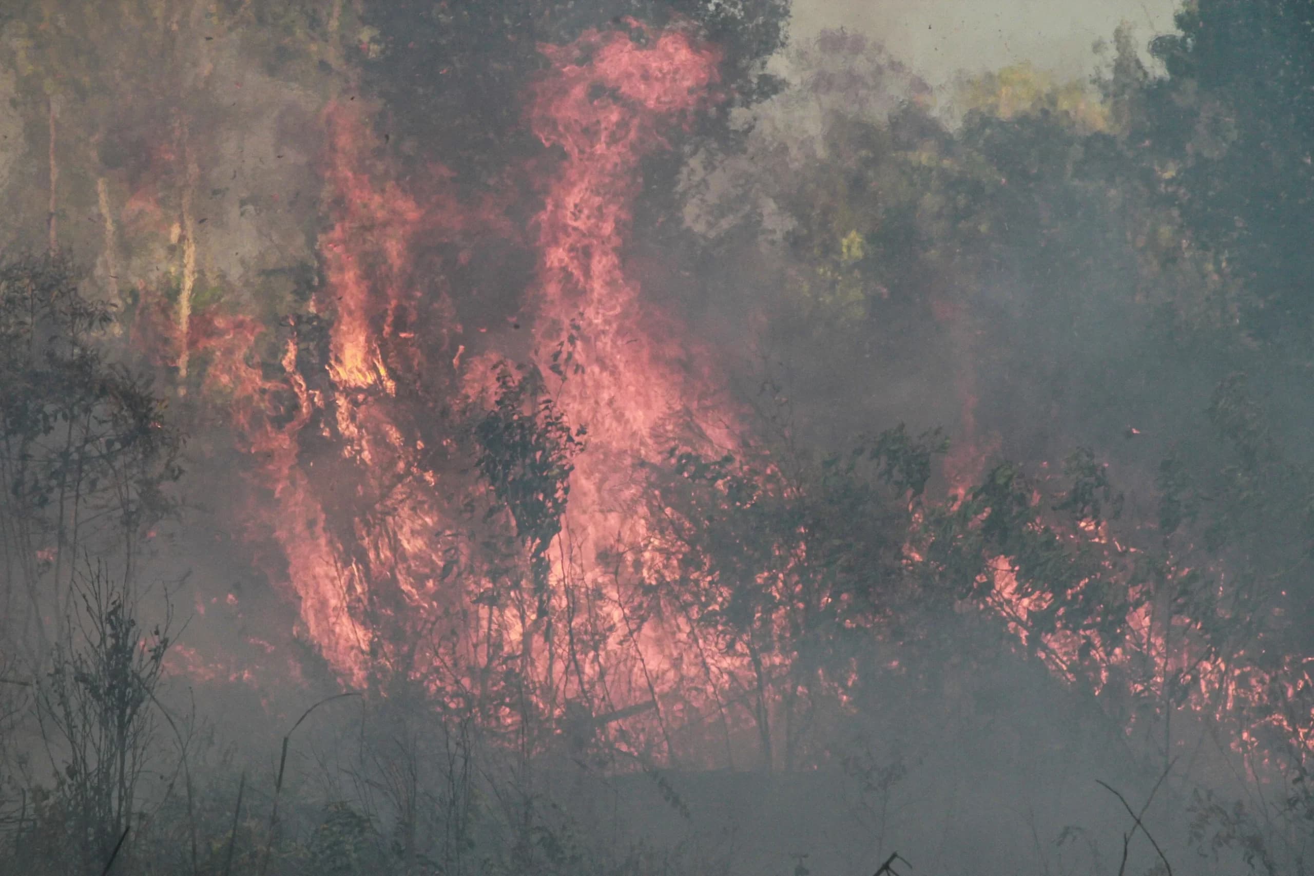 Api membakar semak belukar lahan di dekat kawasan permukiman Tegal Sari, Palangka Raya, Kalimantan Tengah Api membakar semak belukar lahan di dekat kawasan permukiman Tegal Sari, Palangka Raya, Kalimantan Tengah