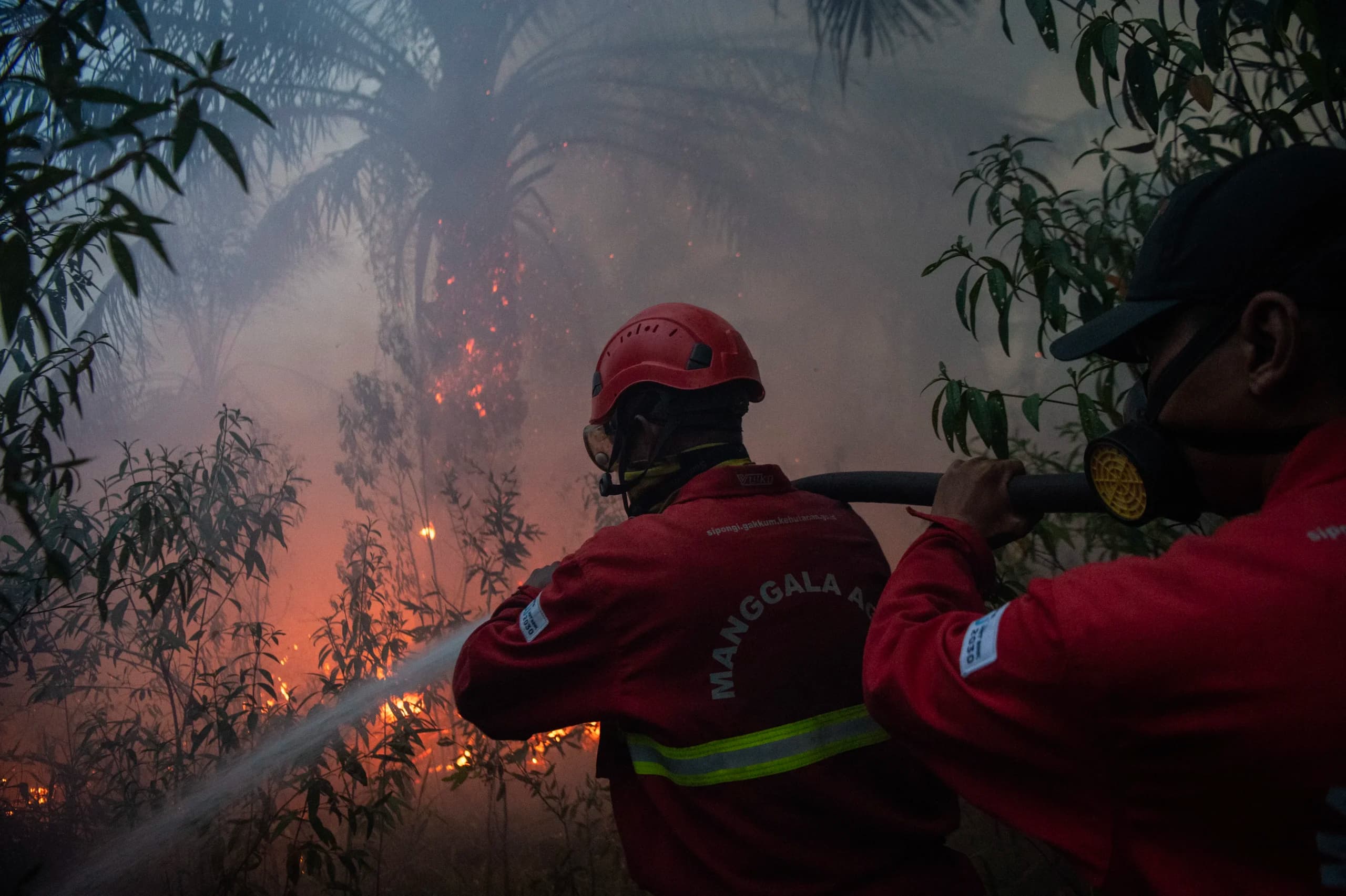 Petugas dari Manggala Agni Daops Sumatera XIV-Banyuasin berusaha memadamkan kebakaran lahan perkebunan kelapa sawit di Desa Sungai Rambutan, Kecamatan Indralaya Utara, Ogan Ilir (OI), Sumatera Selatan Petugas dari Manggala Agni Daops Sumatera XIV-Banyuasin berusaha memadamkan kebakaran lahan perkebunan kelapa sawit di Desa Sungai Rambutan, Kecamatan Indralaya Utara, Ogan Ilir (OI), Sumatera Selatan