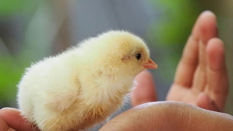 Ilustrasi anak ayam. Ilustrasi anak ayam.