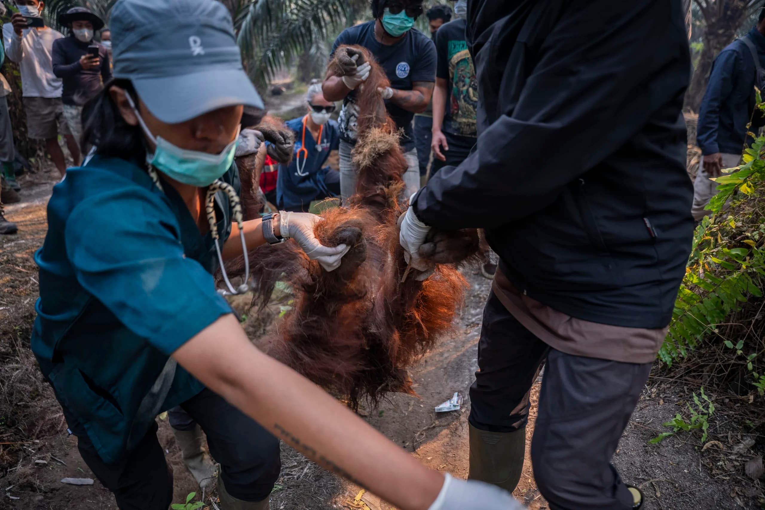 Sejumlah anggota tim medis dari YIARI dan BKSDA Kalbar mengevakuasi orang utan jantan dewasa bernama Sampurna yang ditemukan dalam kondisi lemas dan tidak sadarkan diri di perkebunan sawit milik warga di Desa Laman Satong, Kecamatan Matan Hilir Utara, Ketapang, Kalimantan Barat Sejumlah anggota tim medis dari YIARI dan BKSDA Kalbar mengevakuasi orang utan jantan dewasa bernama Sampurna yang ditemukan dalam kondisi lemas dan tidak sadarkan diri di perkebunan sawit milik warga di Desa Laman Satong, Kecamatan Matan Hilir Utara, Ketapang, Kalimantan Barat