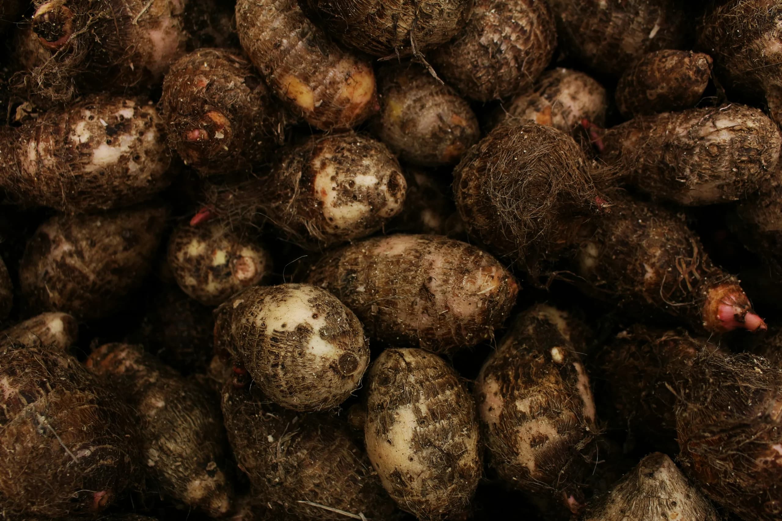 Talas (Foto: Unsplash/Daniel Dan) Talas (Foto: Unsplash/Daniel Dan)