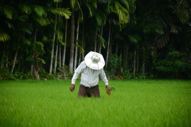 Ilustrasi petani disawah Ilustrasi petani disawah
