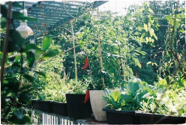 Tanaman di halaman depan rumah. Tanaman di halaman depan rumah.
