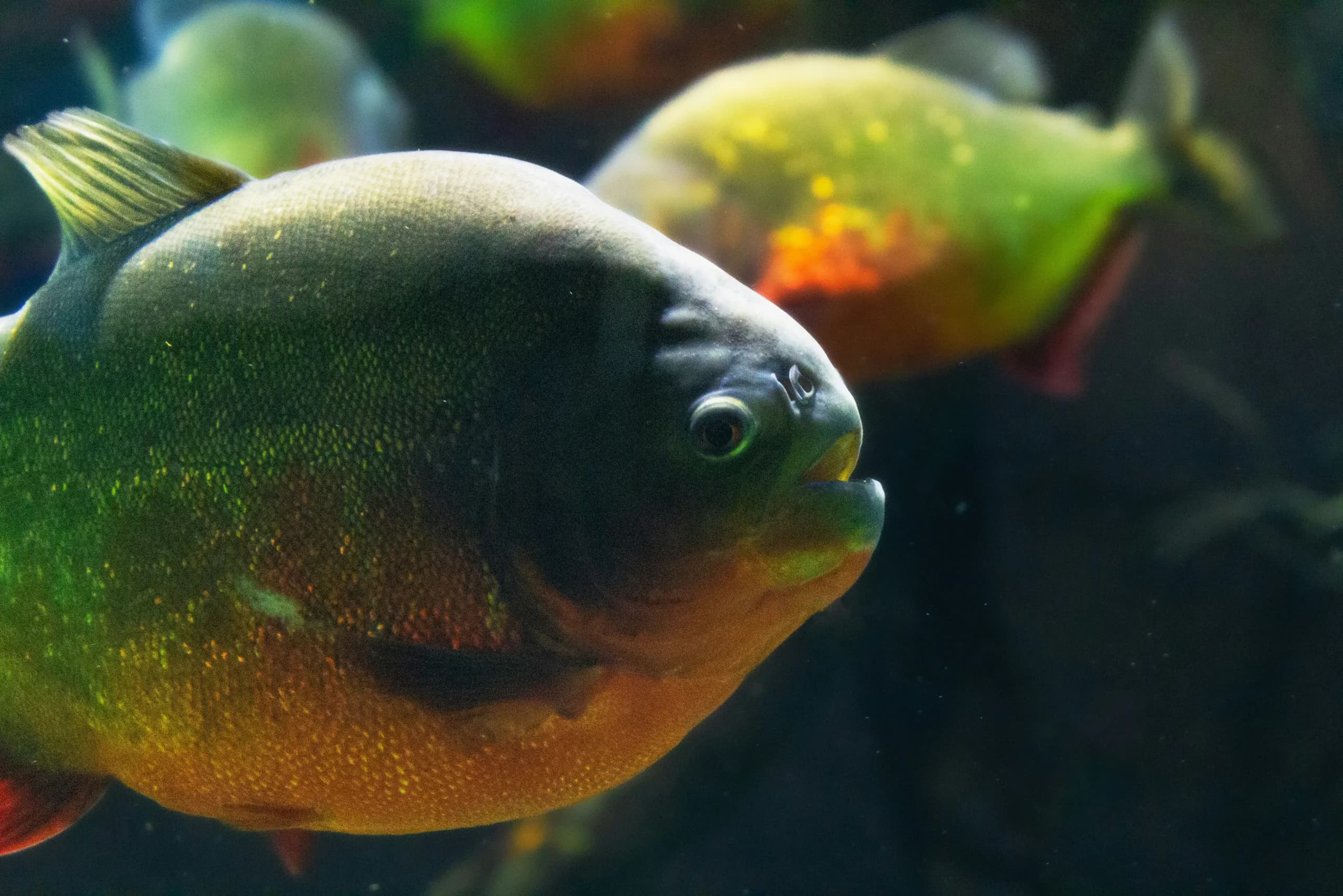 Ikan piranha Ikan piranha