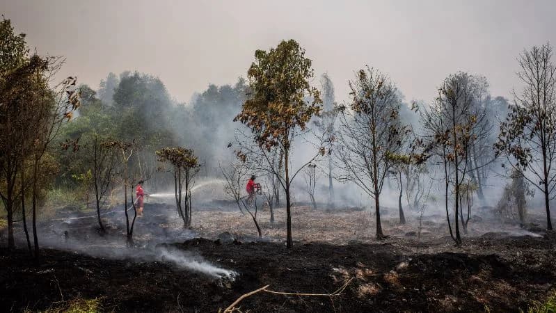 Personel Manggala Agni berupaya memadamkan kebakaran hutan dan lahan (karhutla). ANTARA FOTO/Bayu Pratama S Personel Manggala Agni berupaya memadamkan kebakaran hutan dan lahan (karhutla). ANTARA FOTO/Bayu Pratama S
