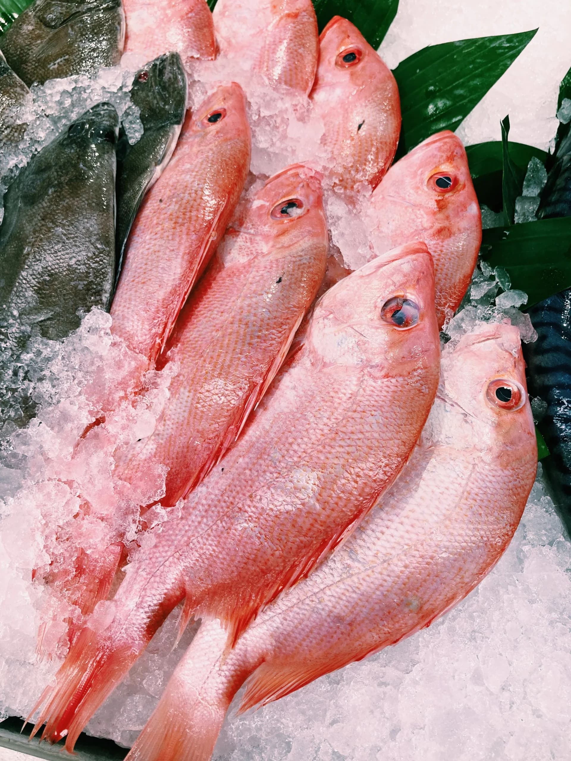 Ikan kakap segar Ikan kakap segar