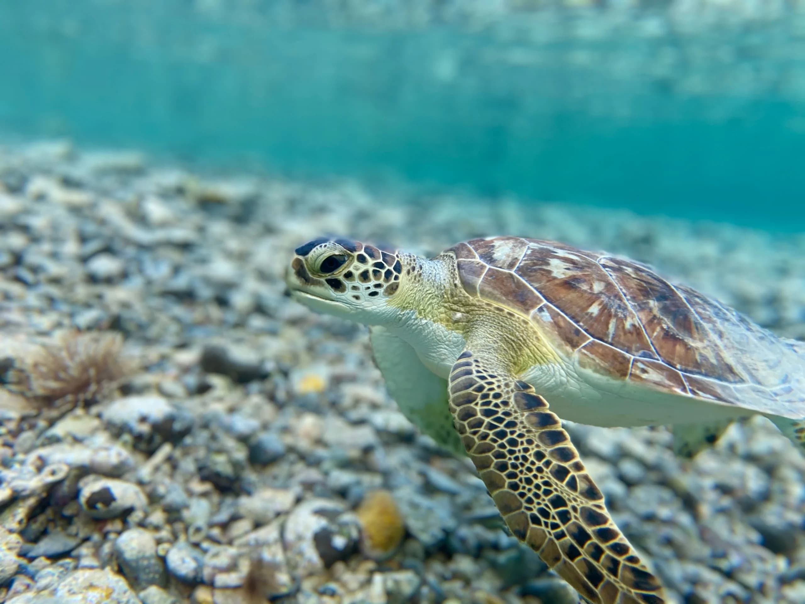 Ilistrasi Penyu Ilistrasi Penyu