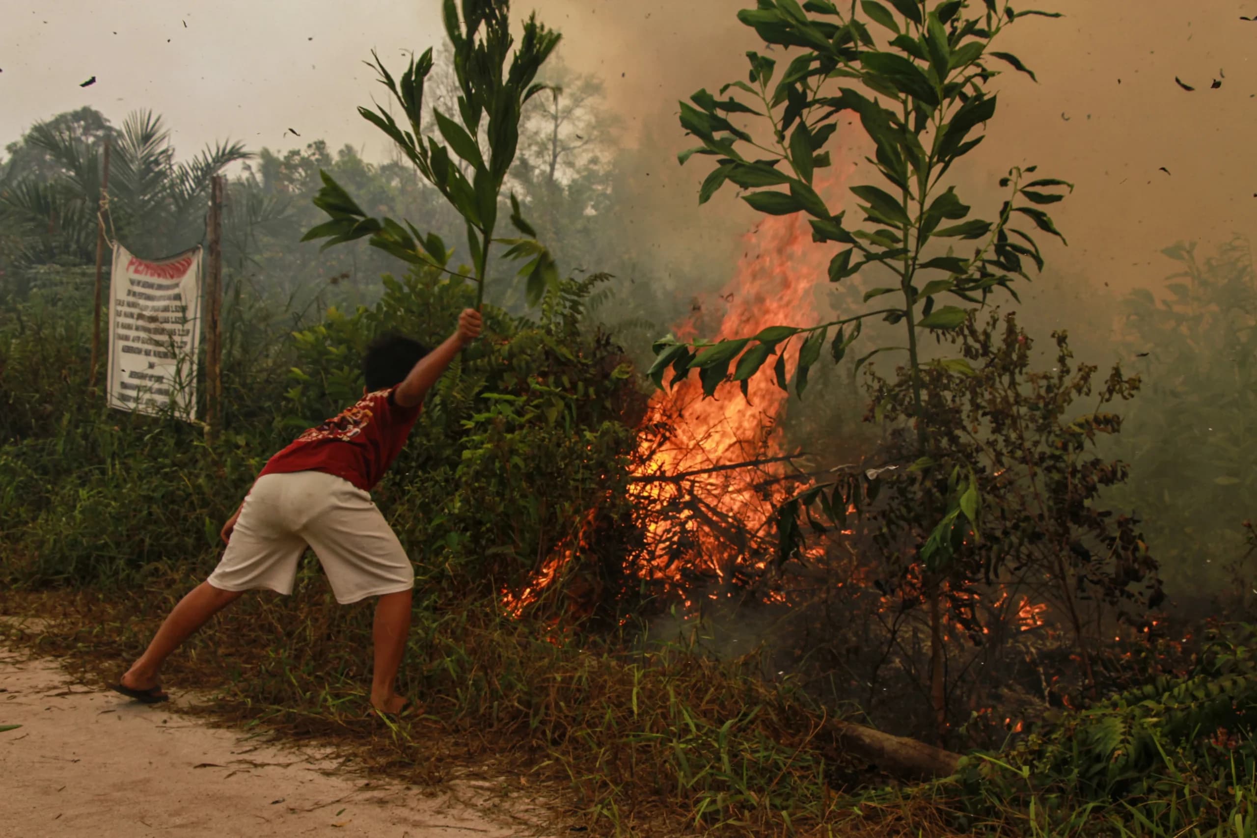 Seorang warga berupaya memadamkan kebakaran lahan yang mendekati kawasan permukiman di Kecamatan Jekan Raya, Palangka Raya, Kalimantan Tengah, Jumat (9/10/2026). Seorang warga berupaya memadamkan kebakaran lahan yang mendekati kawasan permukiman di Kecamatan Jekan Raya, Palangka Raya, Kalimantan Tengah, Jumat (9/10/2026).