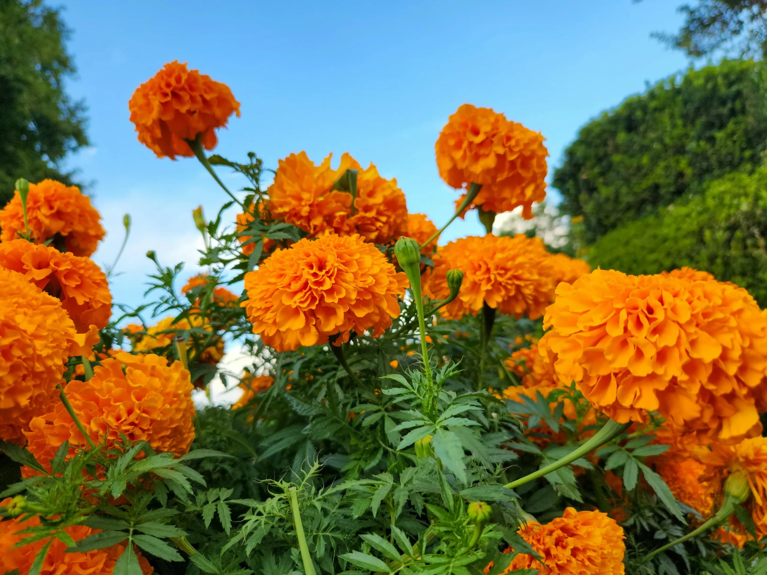 Bunga Marigold. Bunga Marigold.
